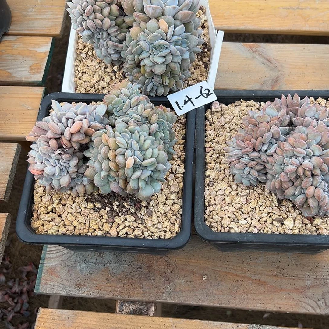 糖***子1.4-62提拉米苏缀组合3颗