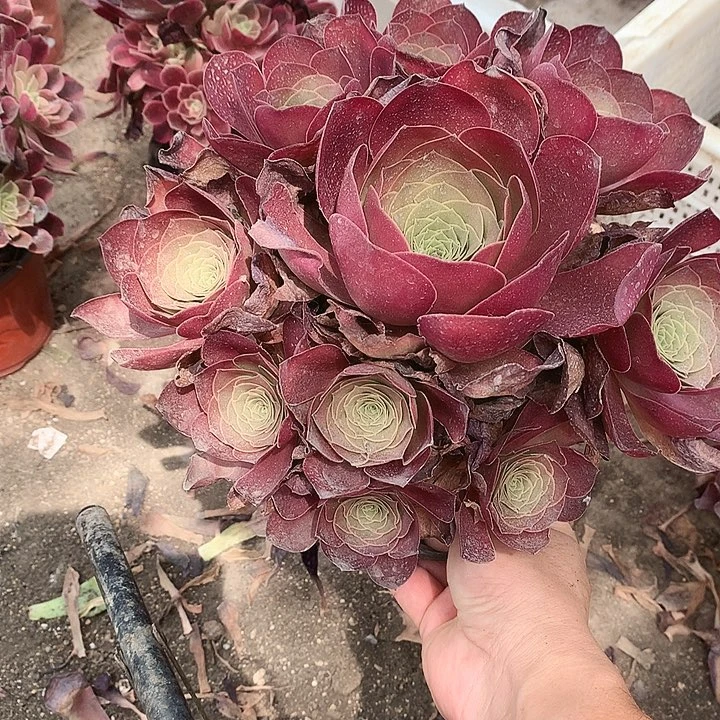 502魅金玫瑰多肉植物