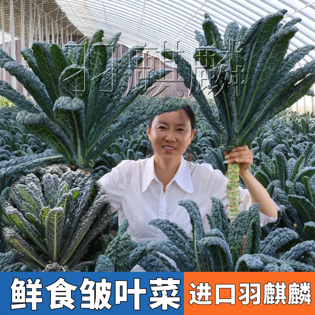 进口羽麒麟皱叶菜苗 基地大田品质鲜食口感皱叶菜阳台小院盆地栽