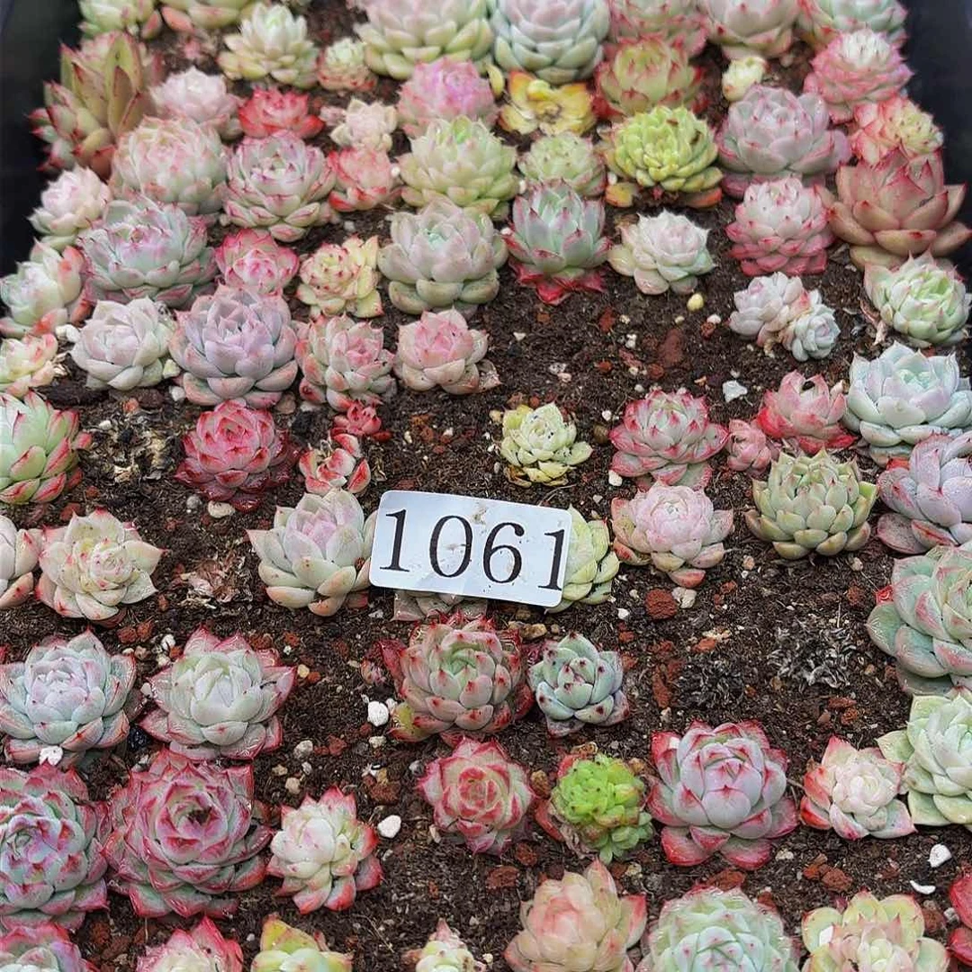 多肉植物多肉植物1061