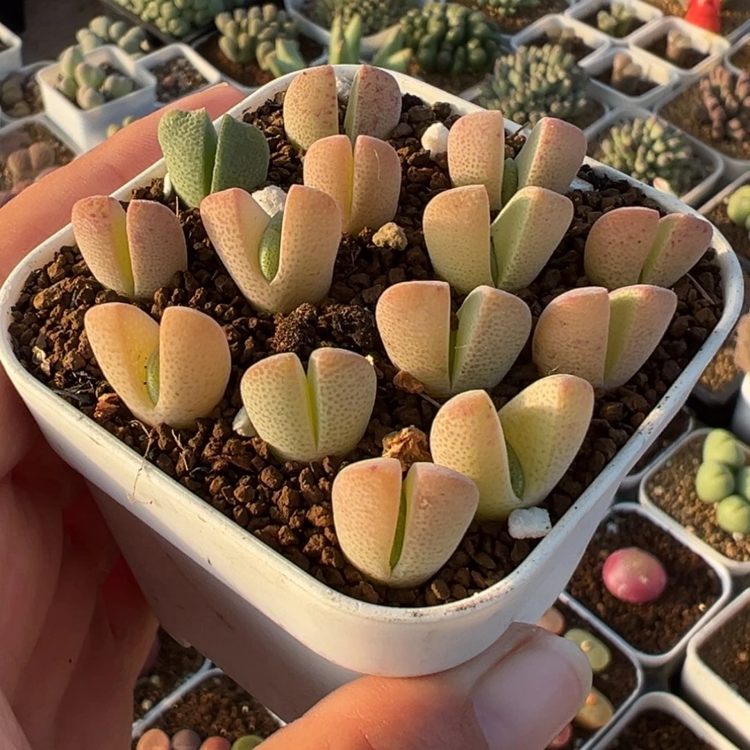 018多肉植物种类多样