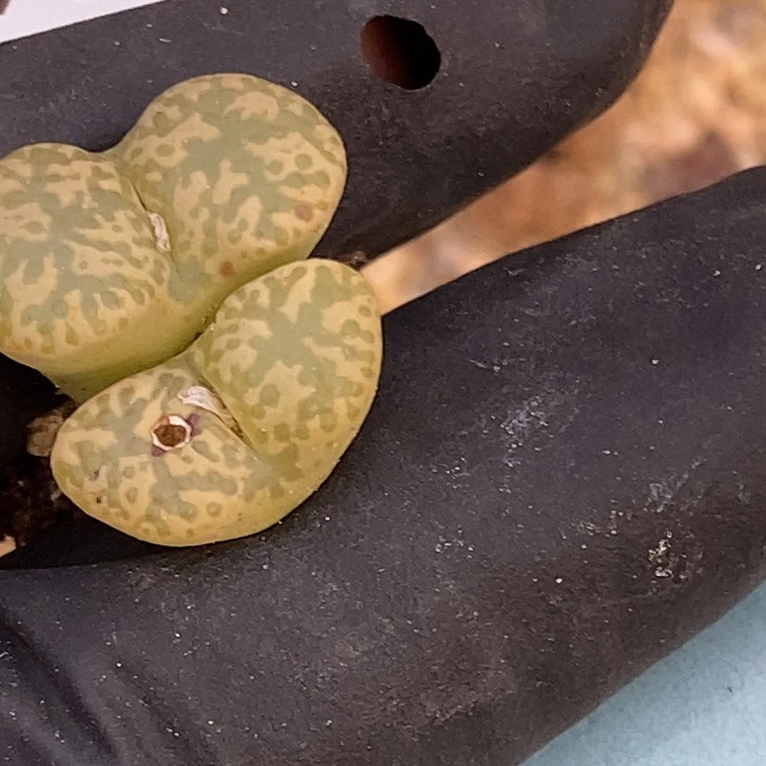 O*O桃喜花园0309-87勋章