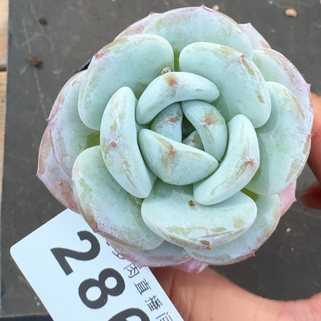 奶卡            精美多肉植物