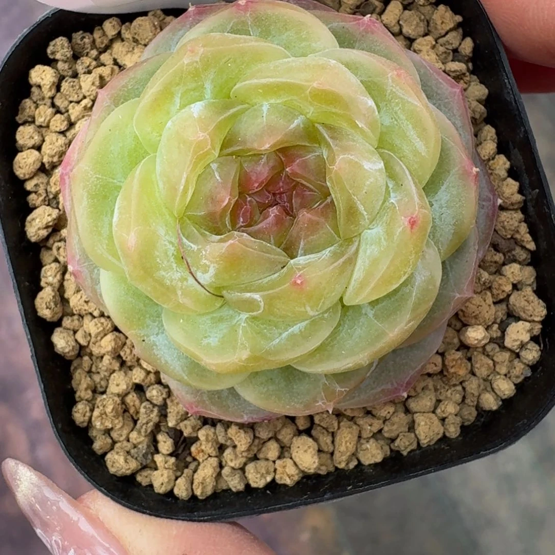 0127-023-mn单头一颗