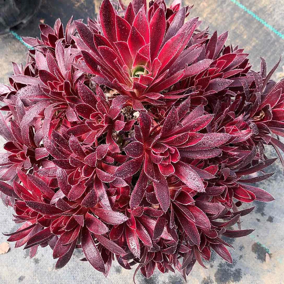 凤凰法师图片多肉植物。
