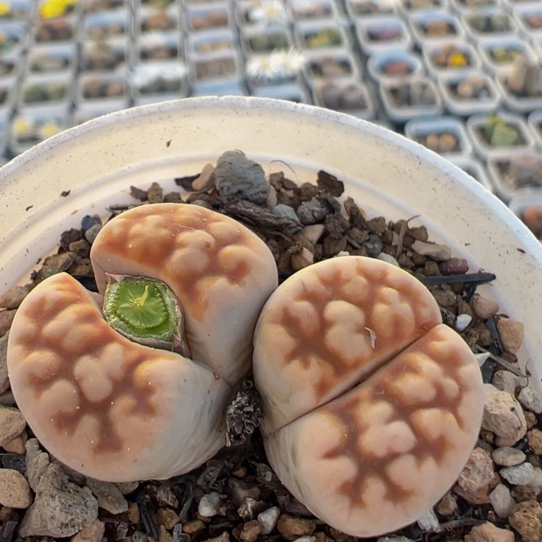 145多肉植物百科植物