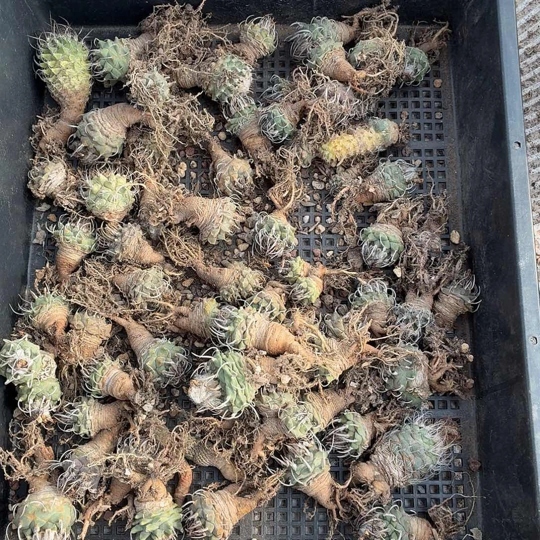 用***5无花朵娇丽！！！！！！！