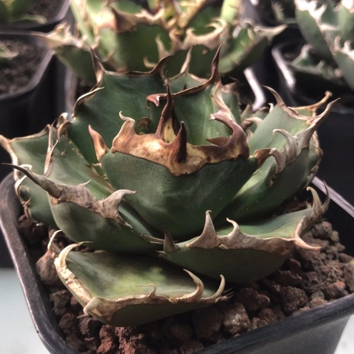 皮卡丘仁王冠龙舌兰