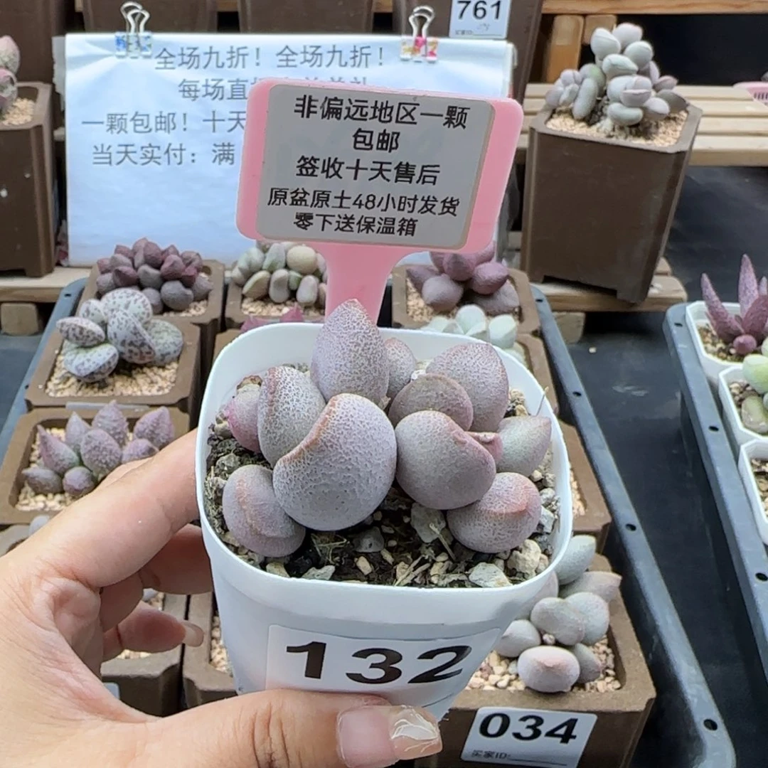 132甜心多肉植物