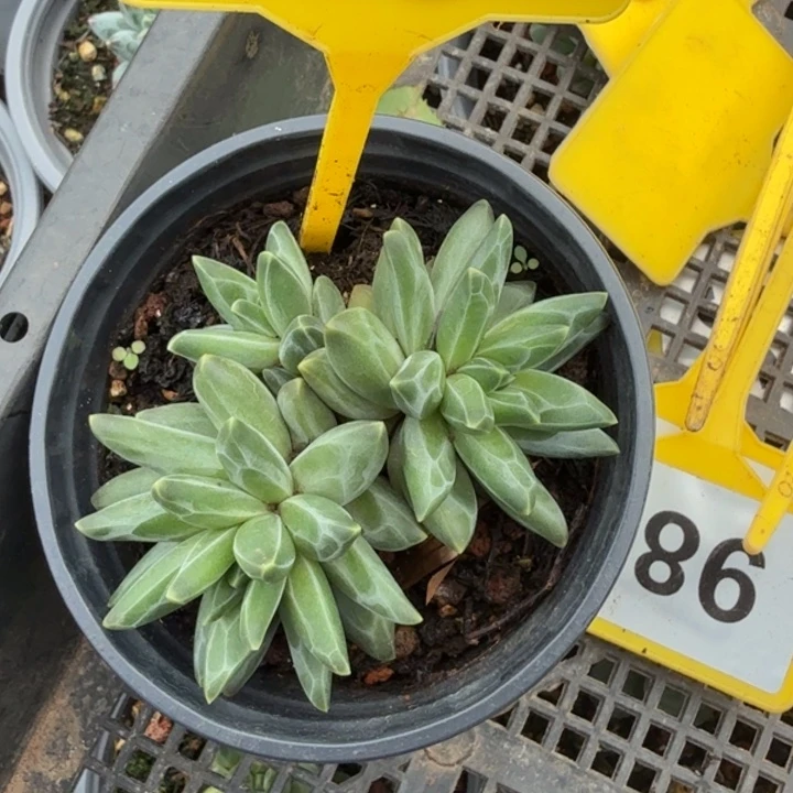 梵高一物一拍855.