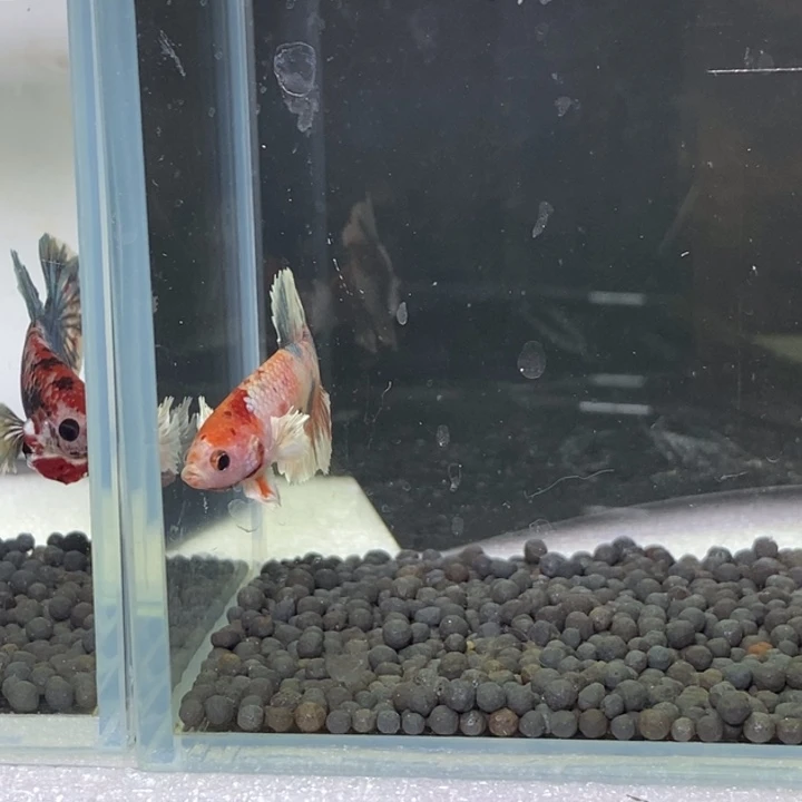 斗鱼泰国斗鱼405号