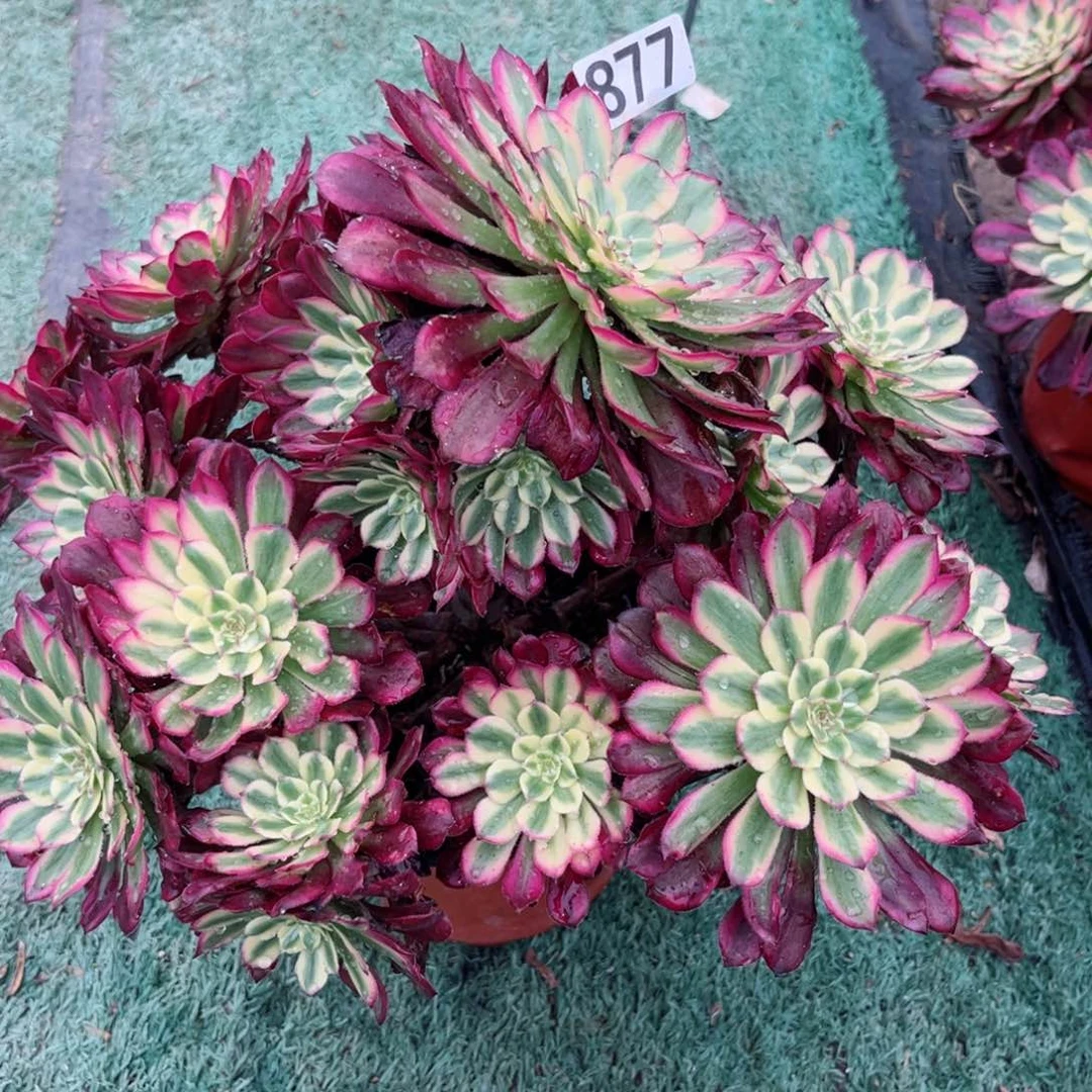 877月蝉法师多肉