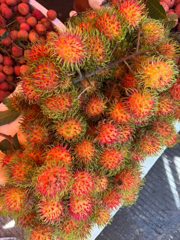 新鲜红毛丹现摘现发树上熟热带水果孕妇当季毛荔枝国产蜜宝毛丹果