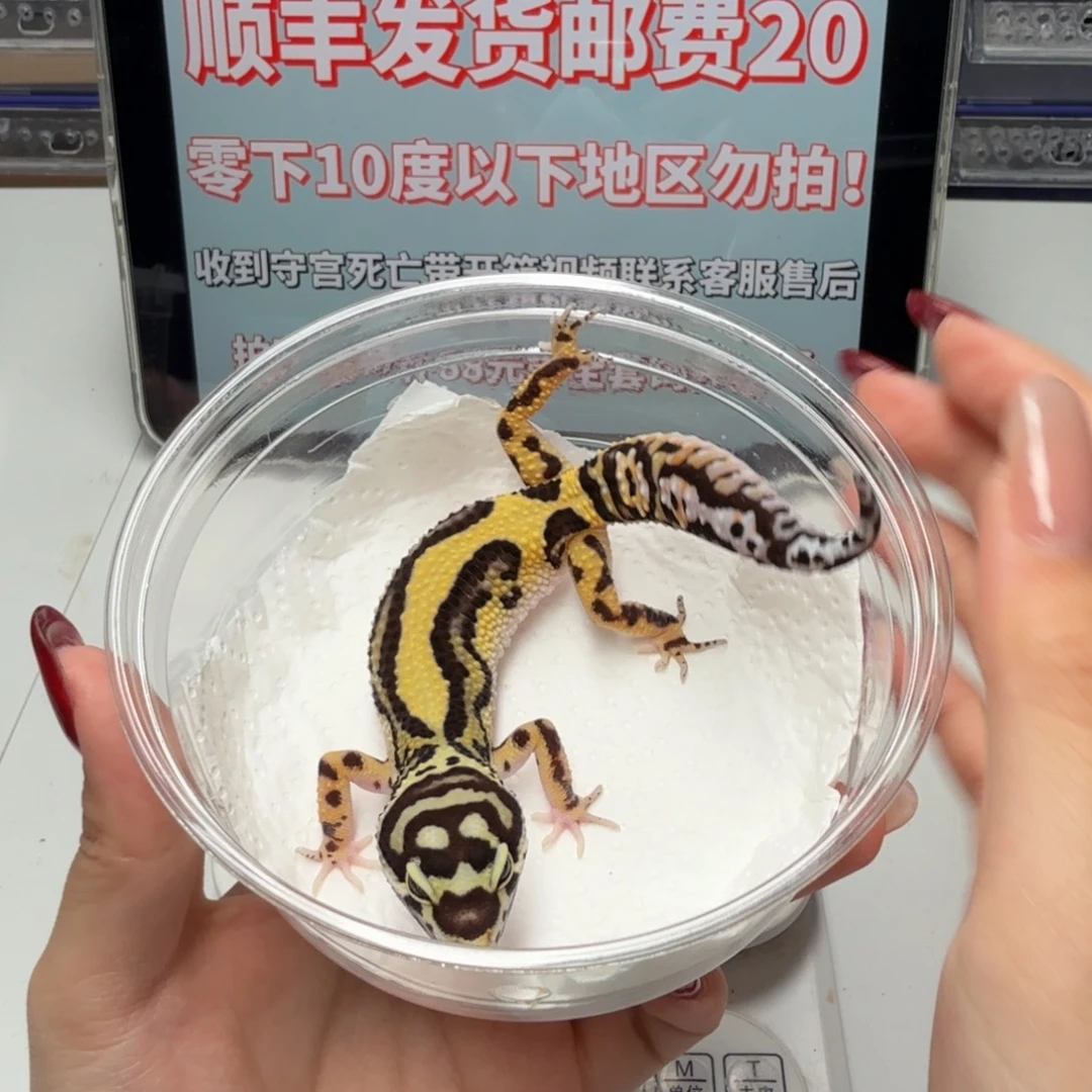 豹纹守宫土匪妹妹