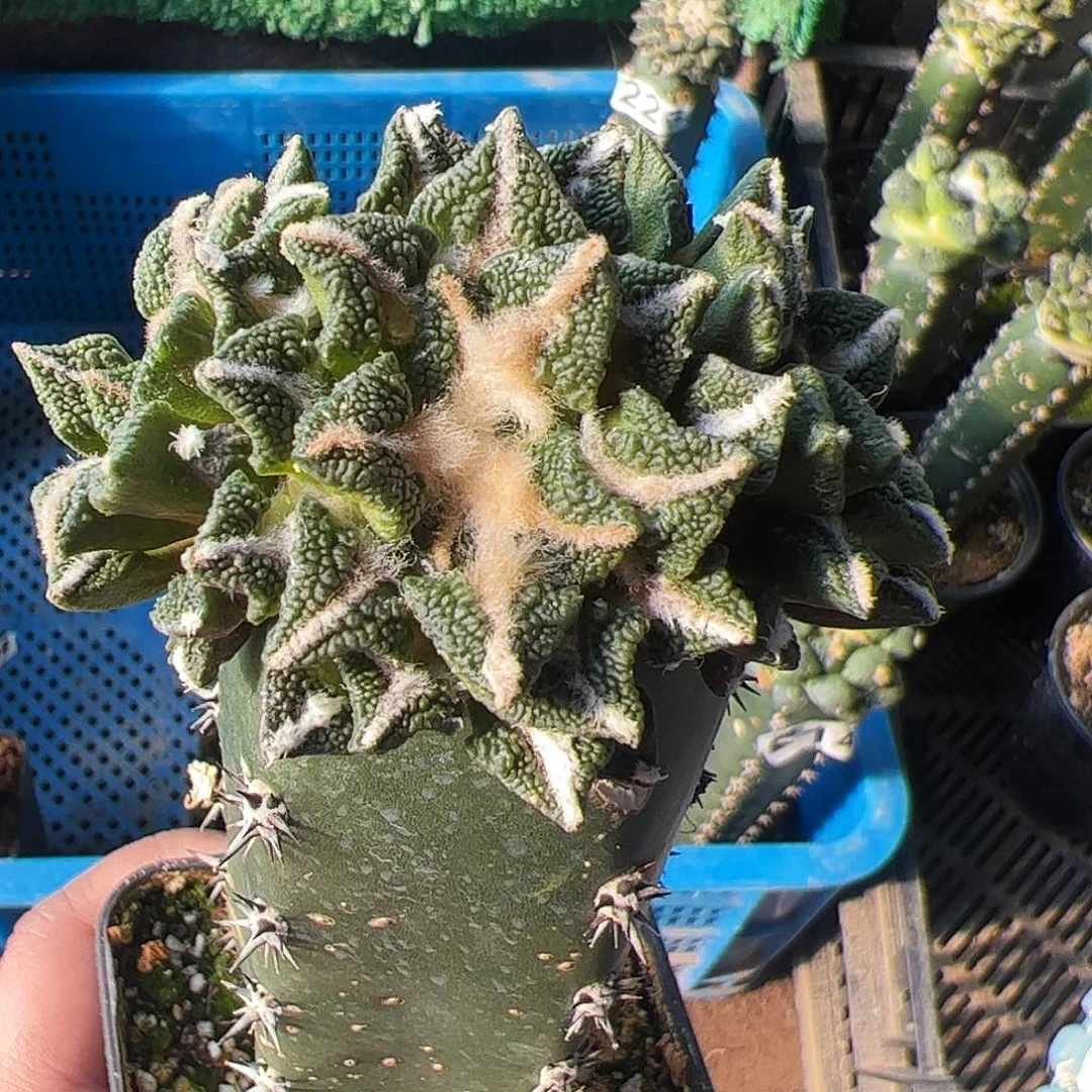 无花朵福利三头黑牡丹295