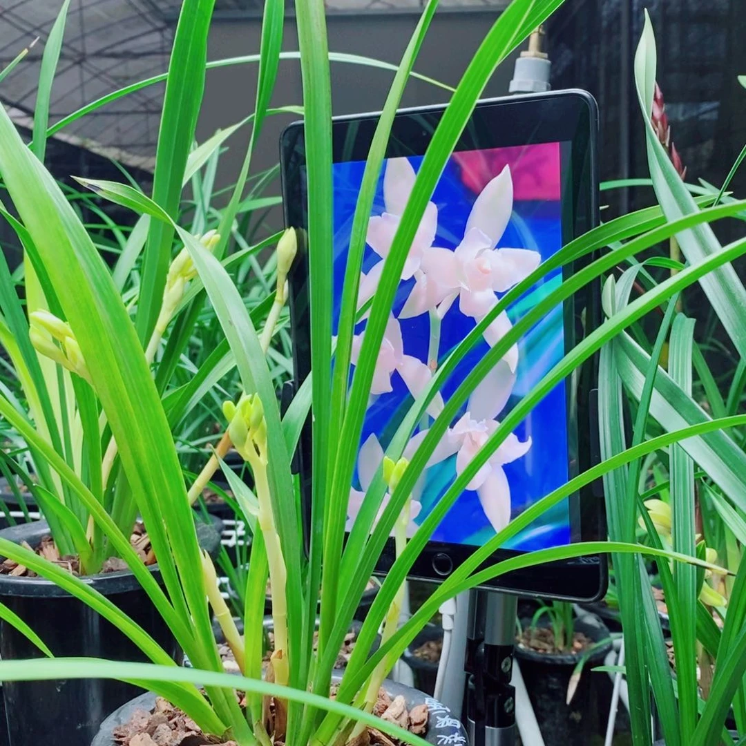 大部分花苞少量开放