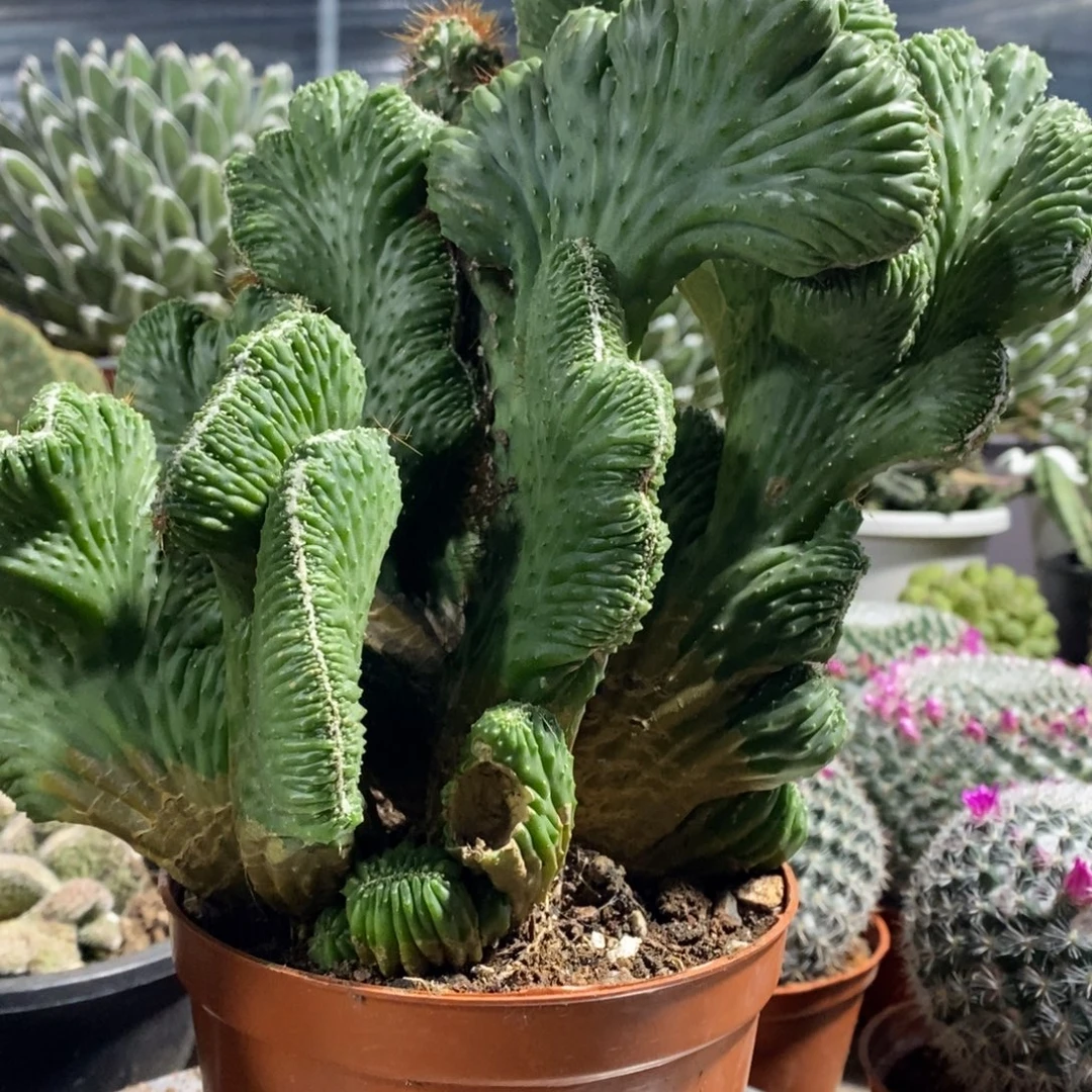 惊***雷无花朵无花。