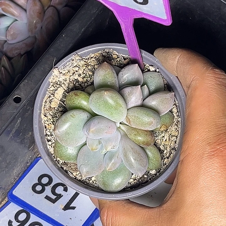 多肉植物胖体哥特819