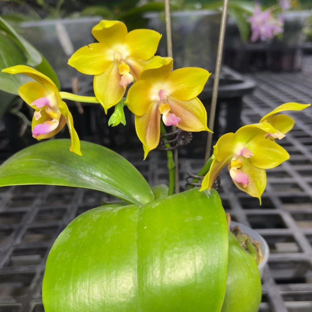 完全开放l261三寸22192