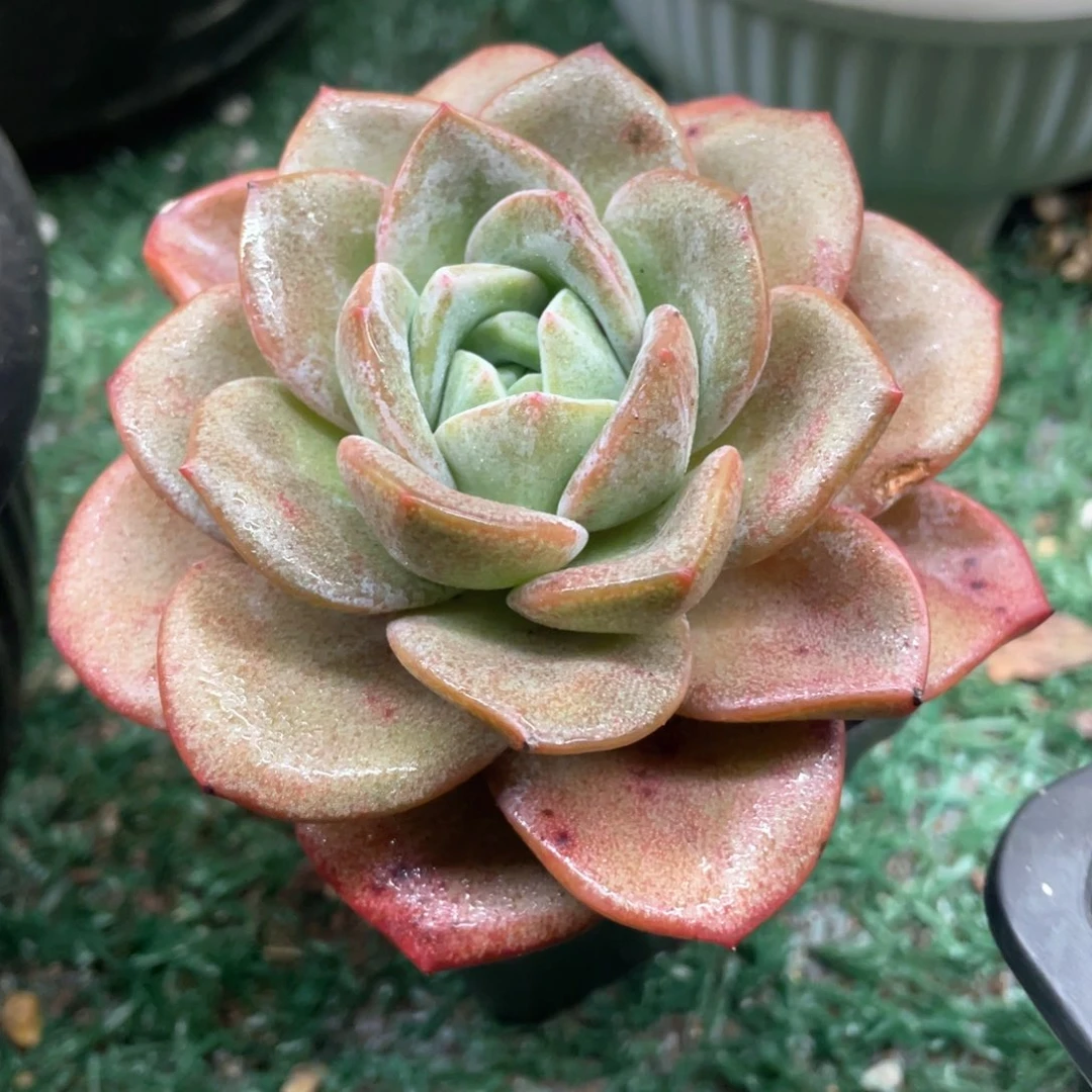 德香槟一物一拍28包邮非偏远