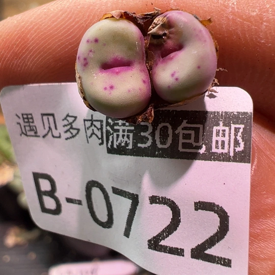 多肉植物11111111111