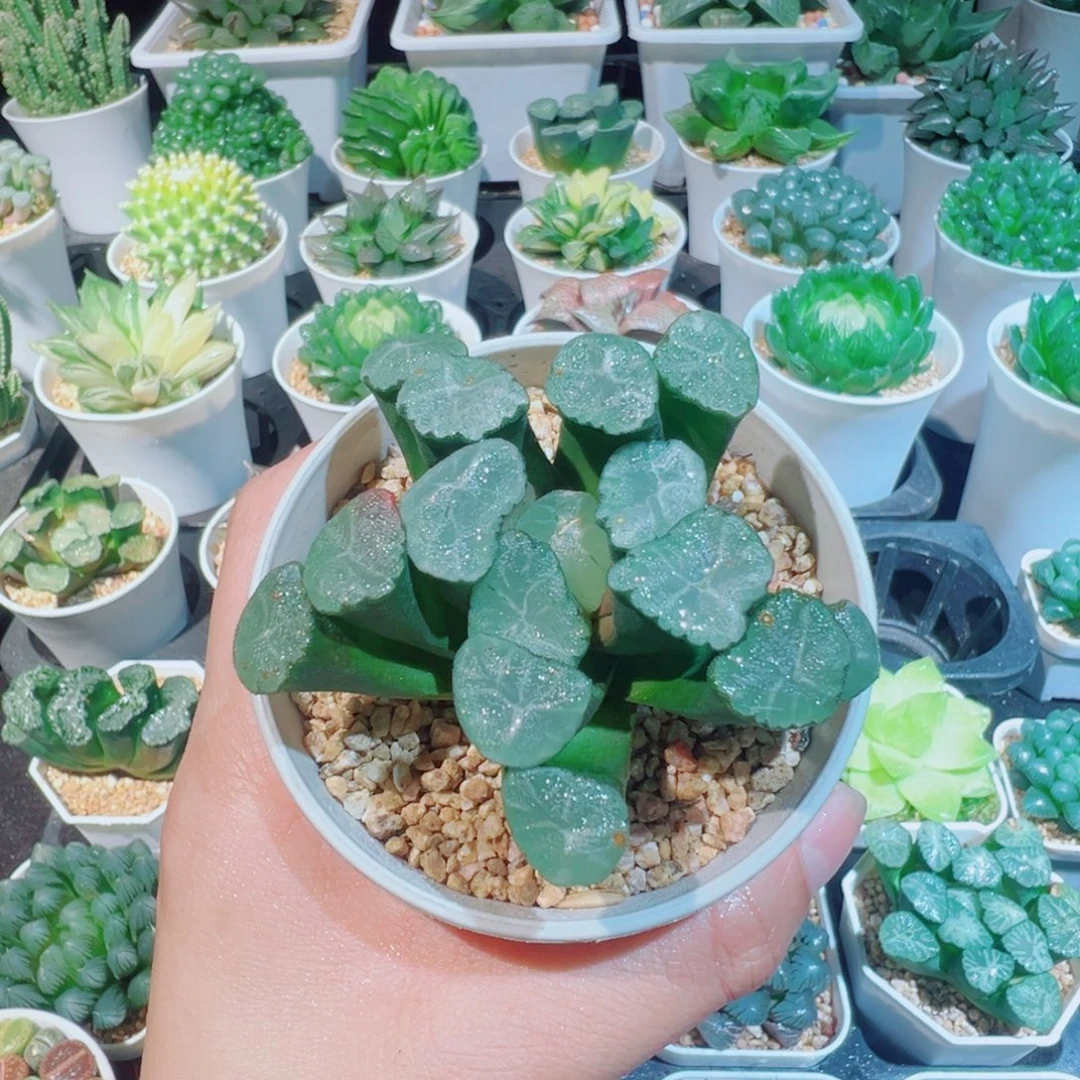 夕鹤万象多肉多肉888