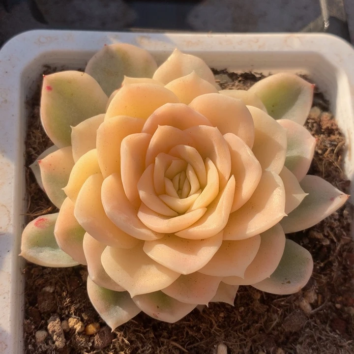 雪球宽锦，一物一拍