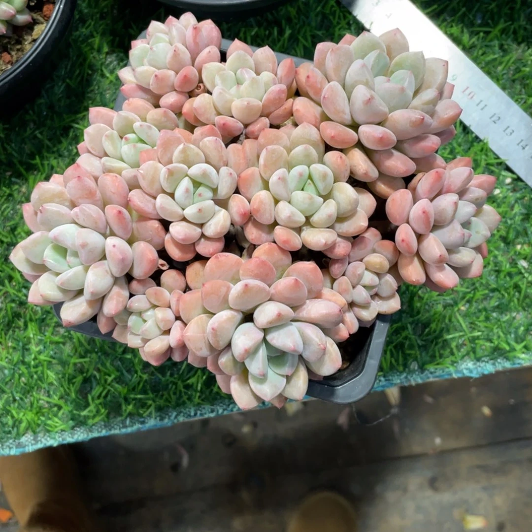 白鹭冠幅17 公分一物一拍