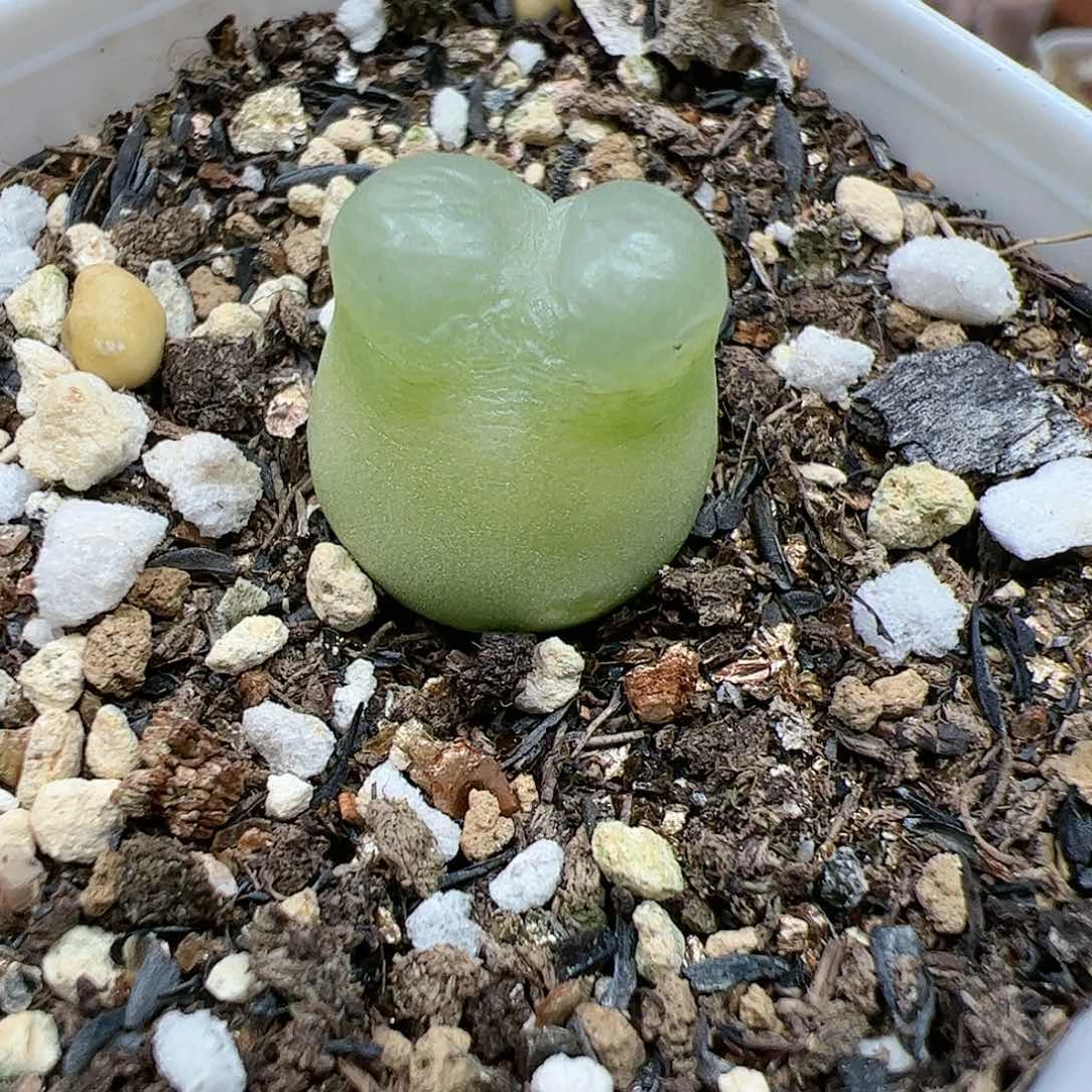 【闪购商品】357 拉登