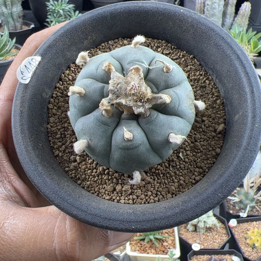 草球乌实生4.9一物一拍带盆发