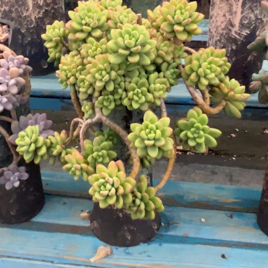老桩香格里拉裸肉