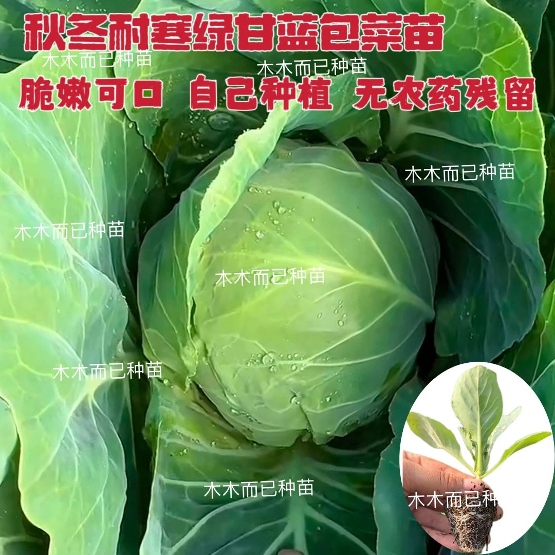 圆包菜绿甘蓝菜苗卷心菜耐寒阳台盆栽露天均可种植原土球发货