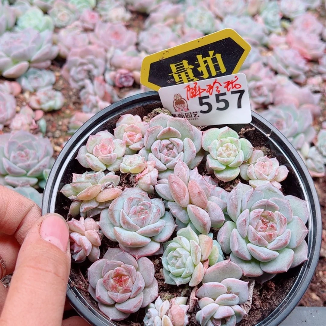 多肉植物多肉植物