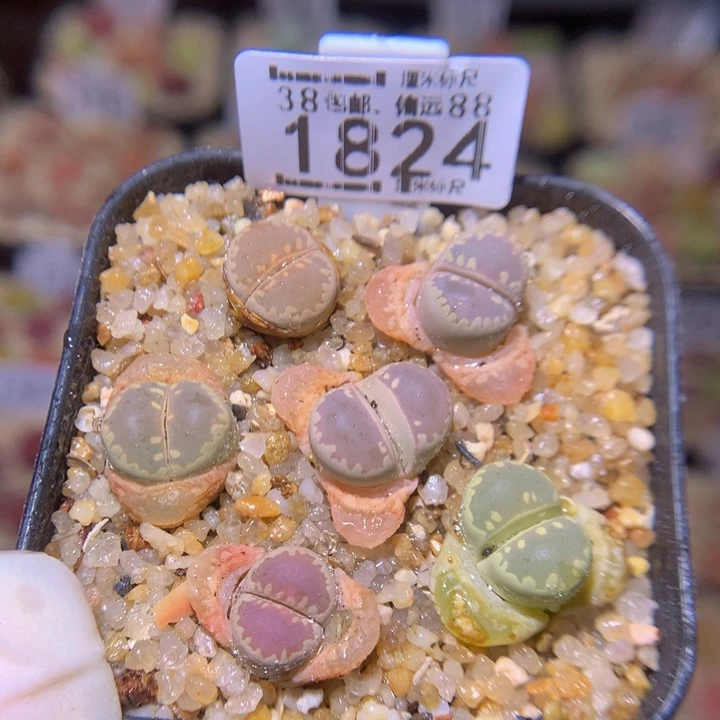 Sss精品生石花1824大窗