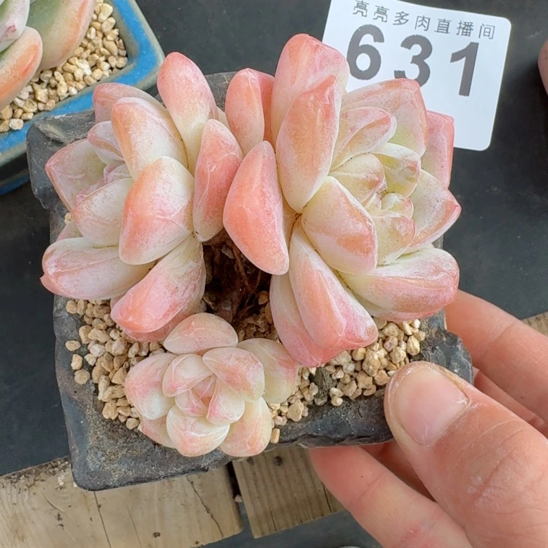 冰玉老桩      愿你一路坦途，乘风破浪展宏图