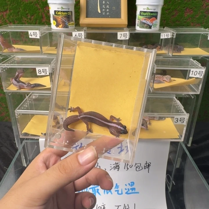 肥尾守宫直线奥无，公温度！