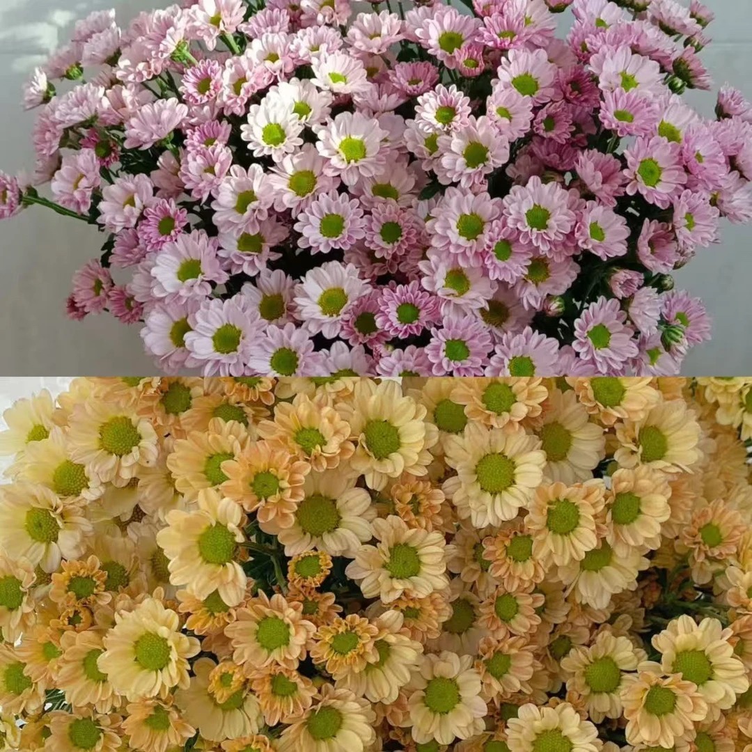 【罗西双拼色小菊】云南优选鲜切花昆明基地直发家用插花节日
