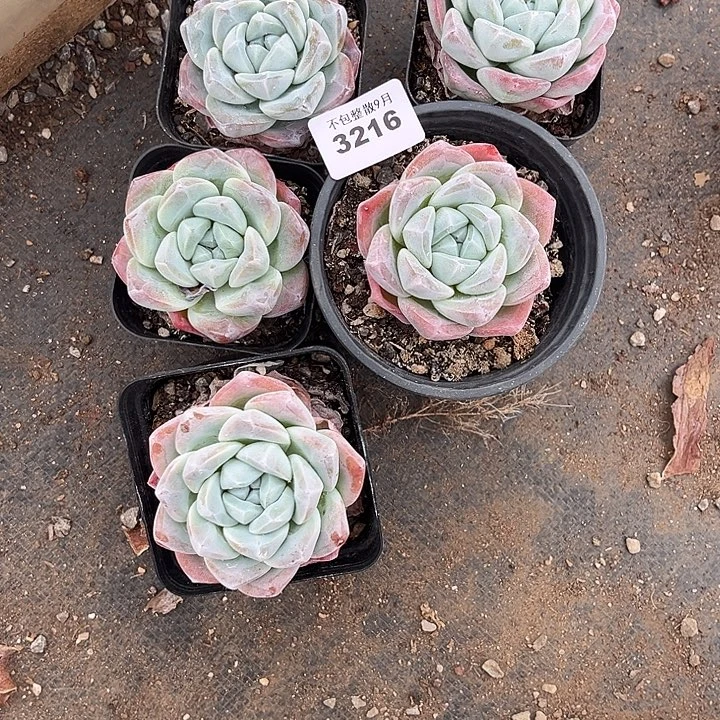 阿雅园艺。         3216