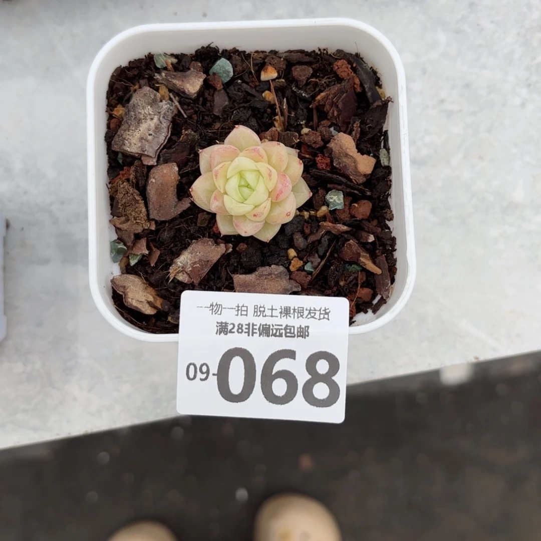 执*白天鹅单头多肉多肉