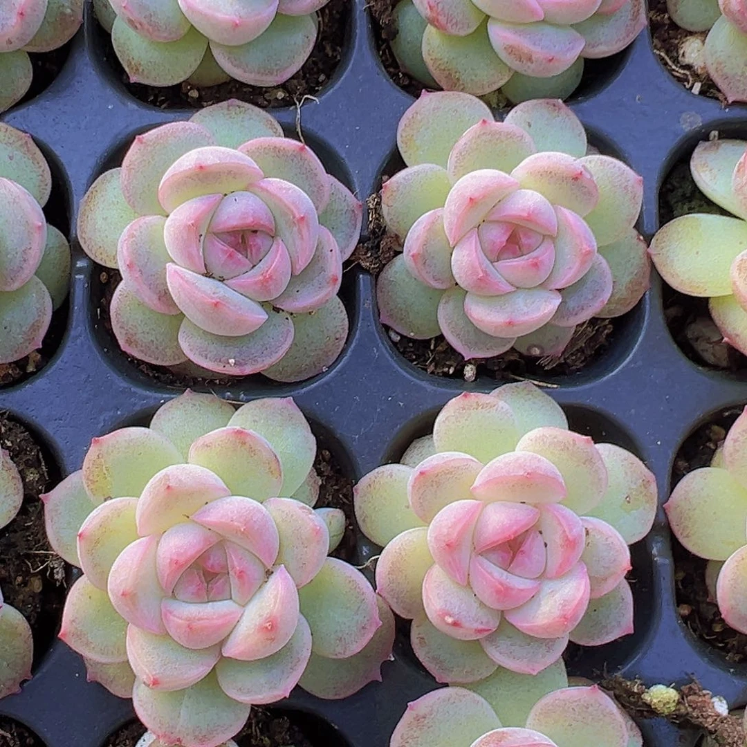 穴盘粉仙女5颗19包邮多肉