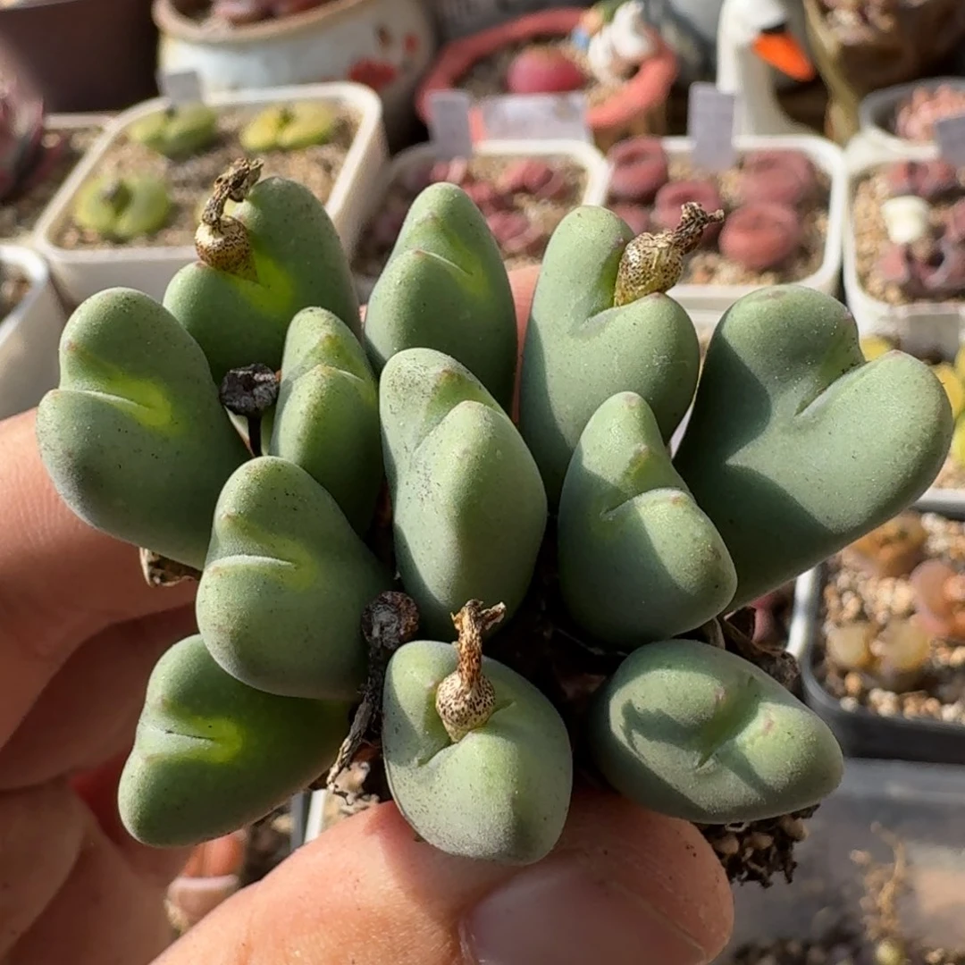 K194少将杂交母本多肉