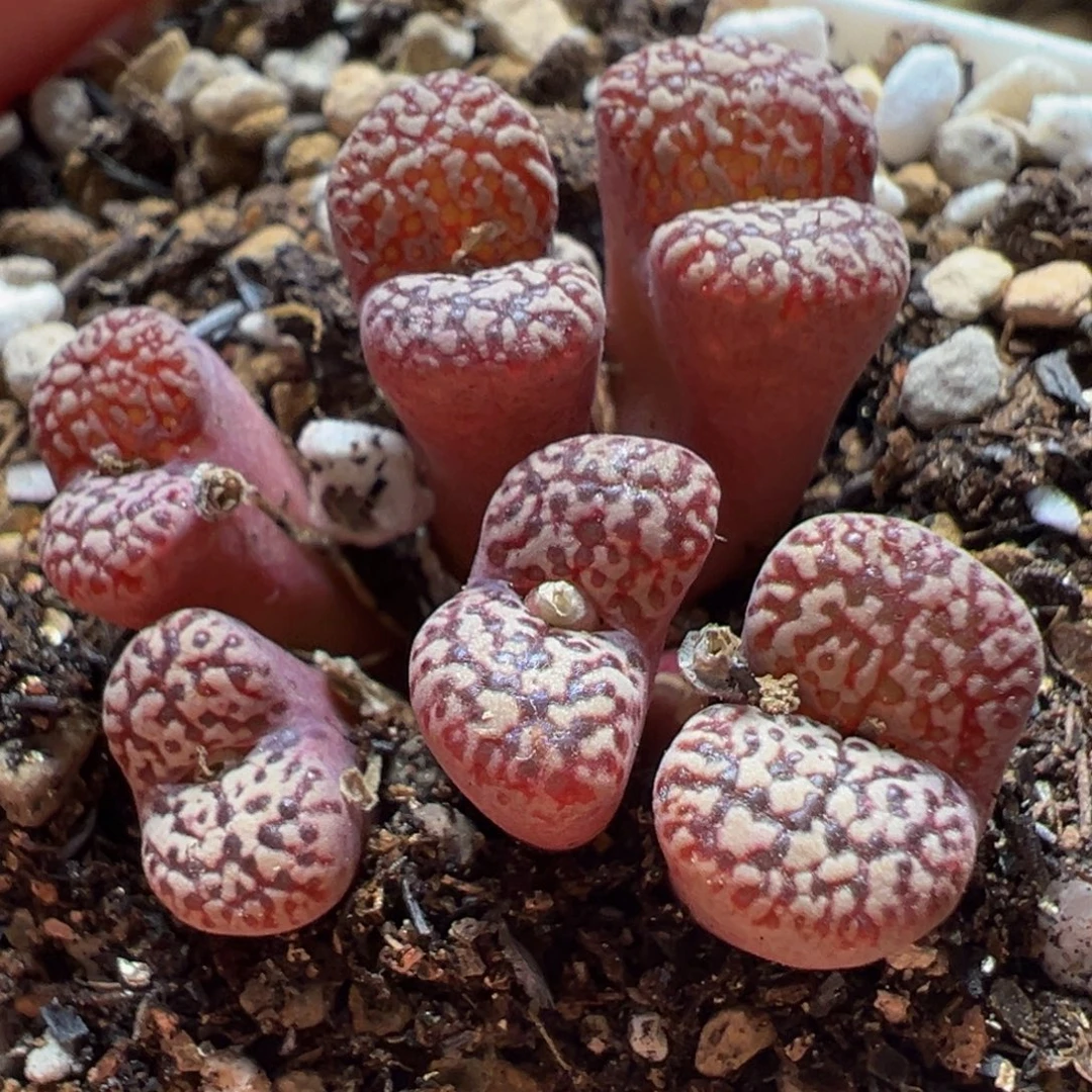 紫鸟哈尼6头群多肉植物