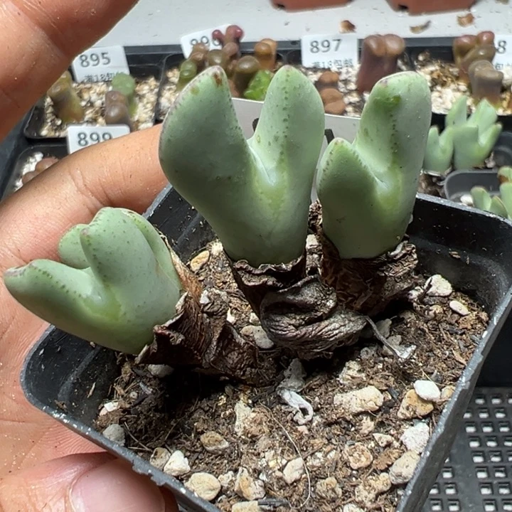【闪购商品】 901。