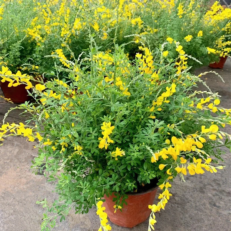 金雀花盆栽木本花卉耐寒耐热庭院阳台观赏植物好养多年生