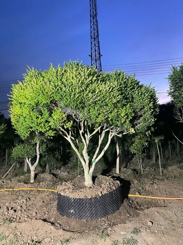 二号链接 瓜子黄杨树精品瓜子黄杨庭院工程用树