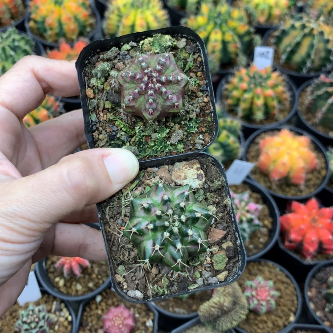 飞***灵仙人球米哈牡丹锦