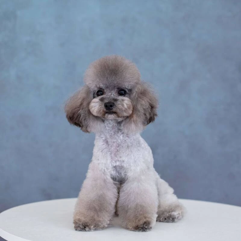 yellow-灰泰迪 配种指导服务