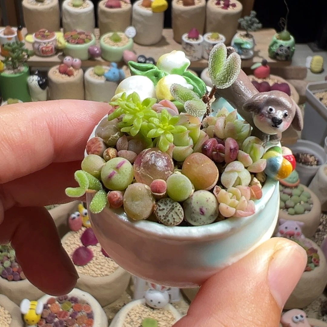 多肉植物64号花海