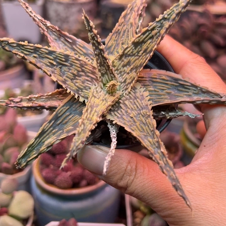 一物一拍，感谢支持
