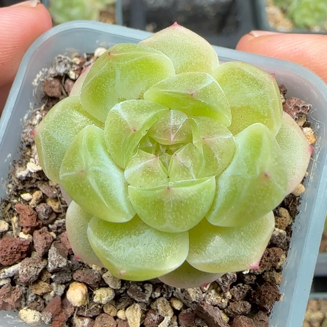 一物一拍财富密码b